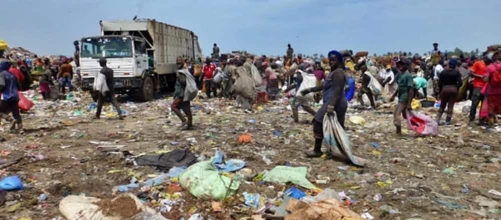 waste pickers clean a beach