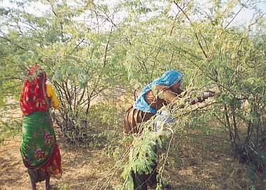 Women agricultural workers
