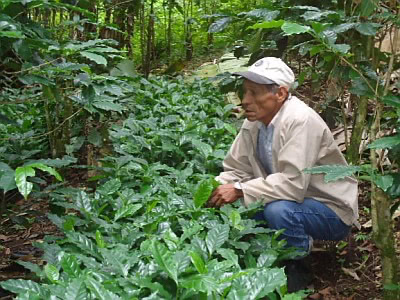 Nicaraguan small farmer surveys crop