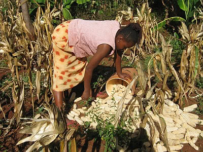 Smallholder farmer