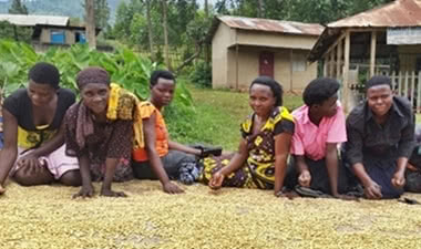 women of Gumutindo sorting